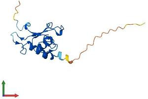 Protein Structure (PS) image for Signal Recognition Particle 19kDa (SRP19) (AA 1-144) protein (His tag) (ABIN7561074)