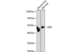 Western blot analysis of extracts of various cell lines using PXR Polyclonal Antibody at dilution of 1:1000. (NR1I2 antibody)