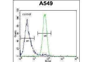 FSTL1 Antibody (C-term) (ABIN654491 and ABIN2844224) flow cytometric analysis of A549 cells (right histogram) compared to a negative control cell (left histogram).