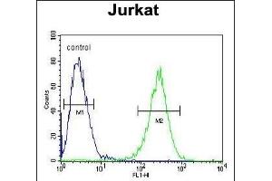 P1 Antibody (Center) (ABIN654665 and ABIN2844361) flow cytometric analysis of Jurkat cells (right histogram) coared to a negative control cell (left histogram). (MPP1 antibody  (AA 301-327))