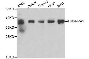 Western blot analysis of extracts of various cell lines, using HNRNPA1 antibody.