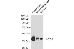 Western blot analysis of extracts of various cell lines, using EL antibody (ABIN6134651, ABIN6140118, ABIN6140119 and ABIN6221704) at 1:1000 dilution. (HuC/ELAVL3 antibody  (AA 1-100))