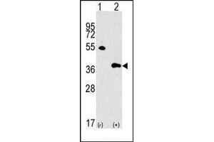 Image no. 1 for anti-G protein beta subunit-like (GBL) (Middle Region) antibody (ABIN360719) (GBL antibody  (Middle Region))