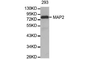 Western blot analysis of extracts of 293 cell line, using MAP2 antibody.