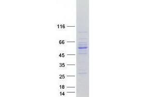 Western Blotting (WB) image for Ubiquitin-Like Modifier Activating Enzyme 3 (UBA3) (Transcript Variant 2) protein (Myc-DYKDDDDK Tag) (ABIN2734749)