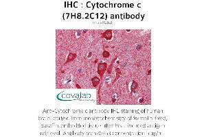 Image no. 1 for anti-Cytochrome C, Somatic (CYCS) antibody (ABIN5693541) (Cytochrome C antibody)