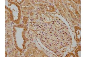 IHC image of ABIN7140082 diluted at 1:100 and staining in paraffin-embedded human kidney tissue performed on a Leica BondTM system. (WWC3 antibody  (AA 65-85))