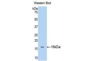 Western Blotting (WB) image for anti-Fibroblast Growth Factor Receptor 1 (FGFR1) (AA 236-362) antibody (ABIN1175025) (FGFR1 antibody  (AA 236-362))