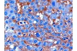 ABIN185487 (1µg/ml) staining of paraffin embedded Human Liver. (ENPP1 antibody  (C-Term))