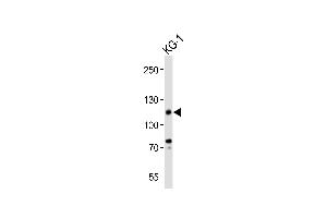 Western blot analysis of lysate from KG-1 cell line, using CD34 Antibody (C-term) (ABIN6243650 and ABIN6577893). (CD34 antibody  (C-Term))