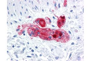 Anti-SCGN antibody IHC of human colon, submucosal plexus. (SCGN antibody  (AA 1-277))
