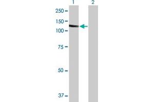 Western Blot analysis of SLC4A1 expression in transfected 293T cell line by SLC4A1 MaxPab polyclonal antibody.