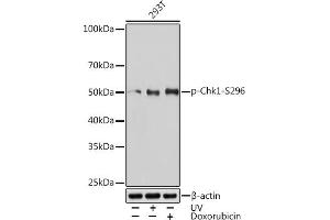 Western blot analysis of extracts of 293T cells, using Phospho-Chk1-S296 Rabbit mAb (ABIN7266292) at 1:1000 dilution. (CHEK1 antibody  (pSer296))
