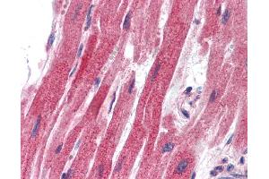Testis (SLUG antibody  (Middle Region))