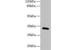 Western blot All lanes: FAM78A antibody at 0. (FAM78A antibody  (AA 21-283))
