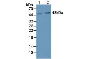 Western Blot; Sample: Lane1: Human Serum; Lane2: Human Urine. (LRG1 antibody  (AA 37-340))