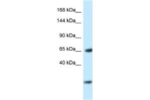 WB Suggested Anti-Ebf3 Antibody   Titration: 1. (EBF3 antibody  (N-Term))