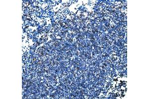 IHC analysis of Cd27 using anti-Cd27 antibody (ABIN7600813). (CD27 antibody  (AA 24-187))