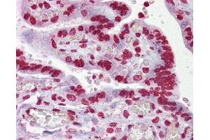 Anti-EGR3 antibody IHC of human placenta. (EGR3 antibody  (AA 143-192))
