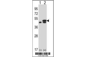 Western blot analysis of EEF1G using rabbit polyclonal EEF1G Antibody using 293 cell lysates (2 ug/lane) either nontransfected (Lane 1) or transiently transfected (Lane 2) with the EEF1G gene. (EEF1G antibody  (AA 208-237))