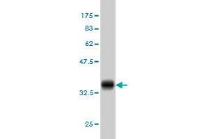 Western Blotting (WB) image for anti-Polymerase (RNA) III (DNA Directed) Polypeptide K, 12.3 KDa (POLR3K) (AA 1-108) antibody (ABIN565661)
