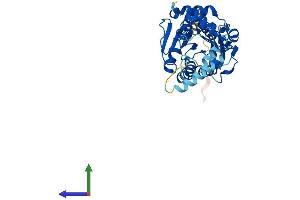 AlphaFold protein structure predicition of Human Recombinant NSDHL Protein, UniprotID Q15738 (NSDHL Protein (AA 1-373) (His tag))
