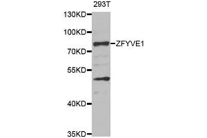 Western blot analysis of extracts of 293T cell line, using ZFYVE1 antibody.