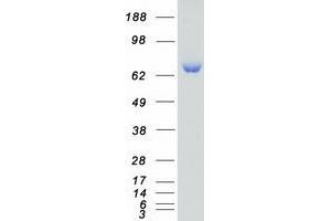SCYL3 Protein (Transcript Variant 1) (Myc-DYKDDDDK Tag)