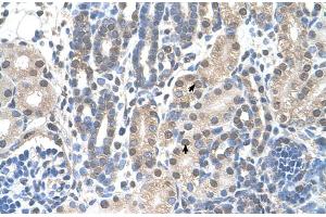 Human kidney (FAM174B antibody  (C-Term))
