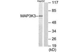 Western blot analysis of extracts from HepG2 cells, using MAP3K3 Antibody.