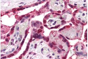 Anti-ENT1 antibody  ABIN1048565 IHC staining of human placenta.