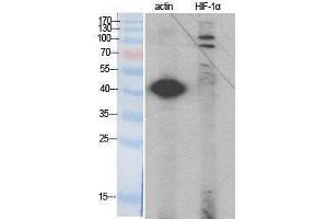 Western Blotting (WB) image for anti-Hypoxia Inducible Factor 1, alpha Subunit (Basic Helix-Loop-Helix Transcription Factor) (HIF1A) (Internal Region) antibody (ABIN3185003) (HIF1A antibody  (Internal Region))