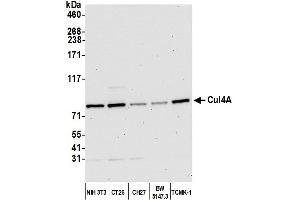 Western Blotting (WB) image for anti-Cullin 4A (CUL4A) (C-Term) antibody (ABIN7453591)