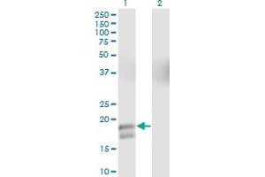 Western Blot analysis of GCG expression in transfected 293T cell line by GCG monoclonal antibody (M01), clone 2D3-2B11. (Glucagon antibody  (AA 1-180))