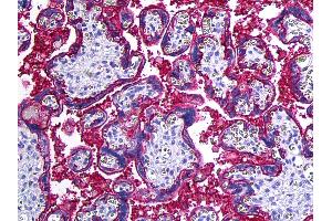 Anti-CD46 antibody IHC of human placenta. (CD46 antibody  (FITC))
