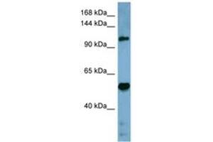 Image no. 1 for anti-COBL-Like 1 (COBLL1) (AA 899-948) antibody (ABIN6741782) (COBLL1 antibody  (AA 899-948))