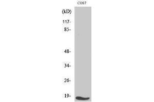 Western Blotting (WB) image for anti-Transforming Growth Factor, alpha (TGFA) (C-Term) antibody (ABIN3177696) (TGFA antibody  (C-Term))