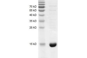 Recombinant BRD7 (129-236) protein gel.