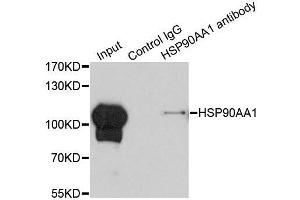 Immunoprecipitation analysis of 200ug extracts of HeLa cells using 1ug HSP90AA1 antibody.