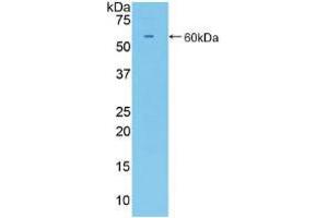 Western blot analysis of recombinant Mouse CD34. (CD34 antibody  (AA 36-287))