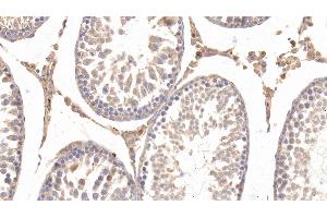 Detection of APOE in Rat Testis Tissue using Monoclonal Antibody to Apolipoprotein E (APOE)