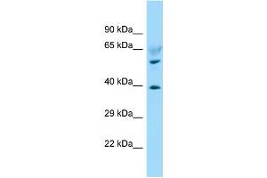 WB Suggested Anti-LPAR6 Antibody Titration: 1. (LPAR6 antibody  (C-Term))