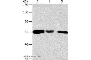 Western blot analysis of Hela, 293T and NIH/3T3 cell, using CALR Polyclonal Antibody at dilution of 1:500 (Calreticulin antibody)