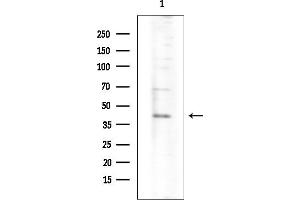 Western blot analysis of lysates from Hela cells, using FAS Mouse Monoclonal Antibody at 1/1000 dilution.