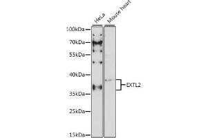 Western blot analysis of extracts of various cell lines, using EXTL2 antibody (ABIN7267066) at 1:1000 dilution. (EXTL2 antibody  (AA 41-330))