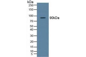Western blot analysis of Rat Testis Tissue. (TBK1 antibody  (AA 9-310))