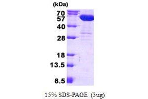 Image no. 1 for CNDP Dipeptidase 2 (Metallopeptidase M20 Family) (CNDP2) protein (His tag) (ABIN1098517)