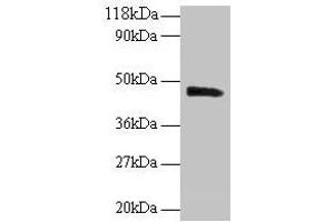 Western blot All lanes: PICK1 antibody at 2 μg/mL + Mouse brain tissue Secondary Goat polyclonal to rabbit IgG at 1/10000 dilution Predicted band size: 47, 40 kDa Observed band size: 47 kDa (PICK1 antibody  (AA 1-200))