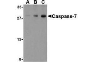 Western blot analysis of Caspase-7 in human skeletal muscle cell lysate with Caspase-7 antibody at (A) 0.