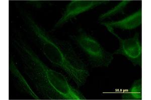 Immunofluorescence (IF) image for anti-Bone Marrow Stromal Cell Antigen 2 (BST2) (AA 1-180) antibody (ABIN513823)